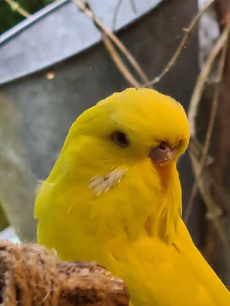 Budgerigar 