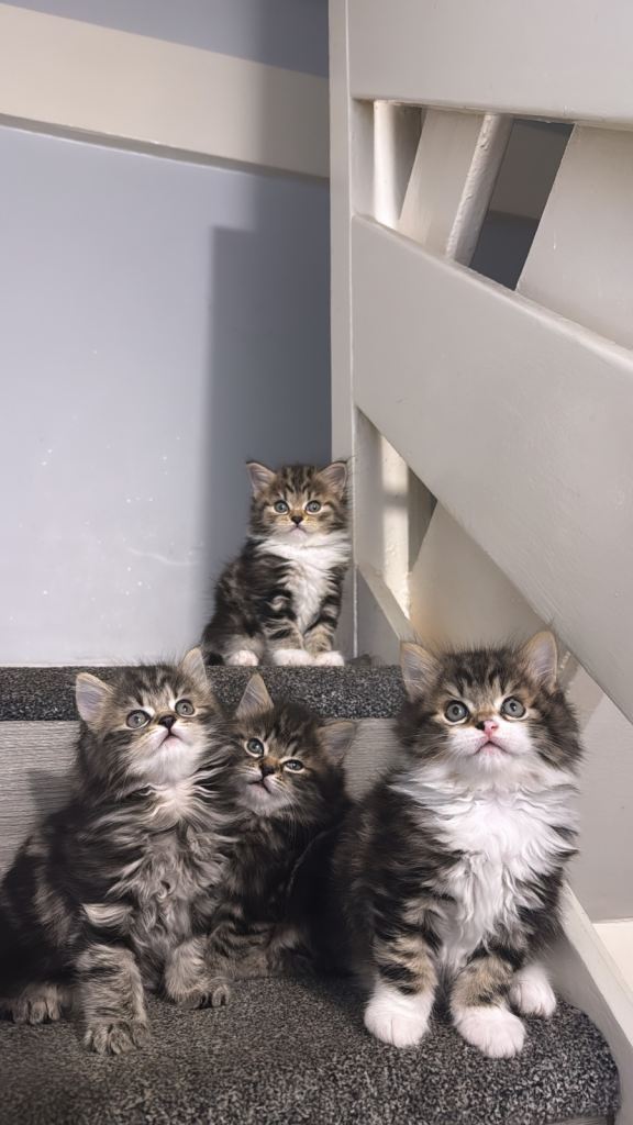 Tabby x maincoon kittens for sales 