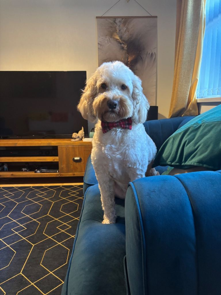 Beautiful F1 cockapoo