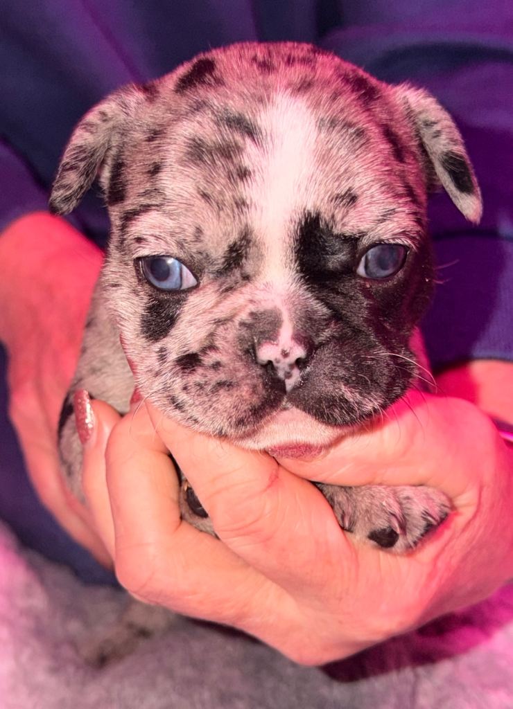 Pure bred french bulldog puppies 