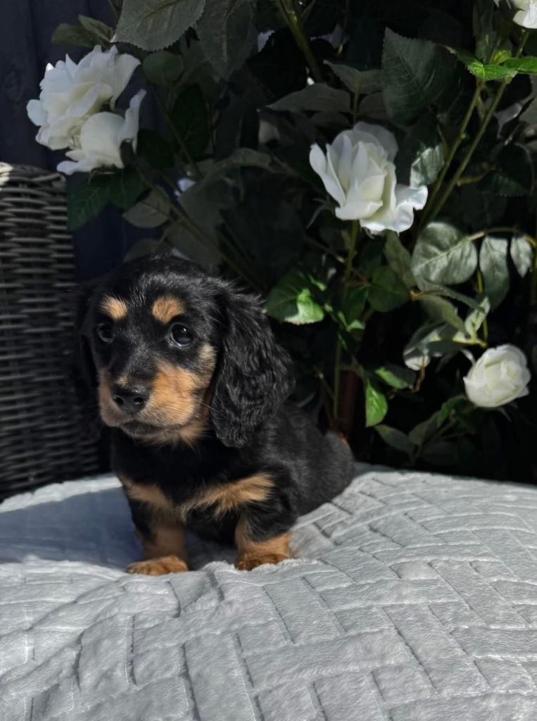 Beautiful Long Haired Miniature Dachshund Pups 🐶 🤩🌟