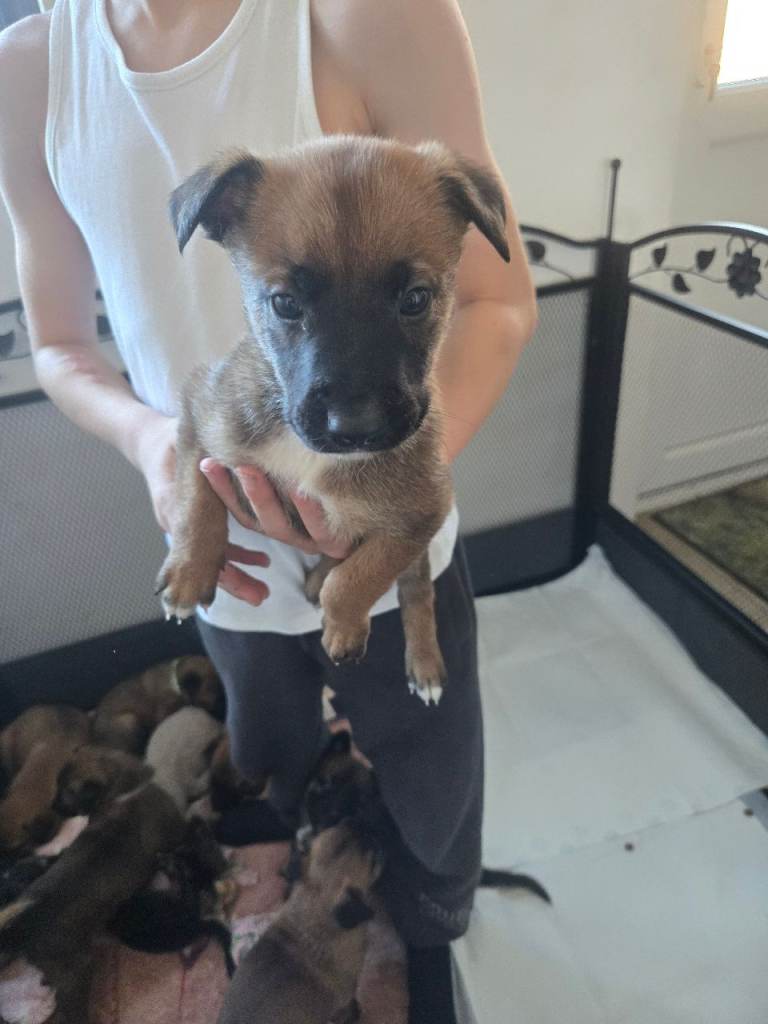 One puppy left in litter girl one 