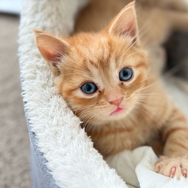 Kitten for Sales Persian & British Short Hair mixed plus Mother will be sold along or separately.