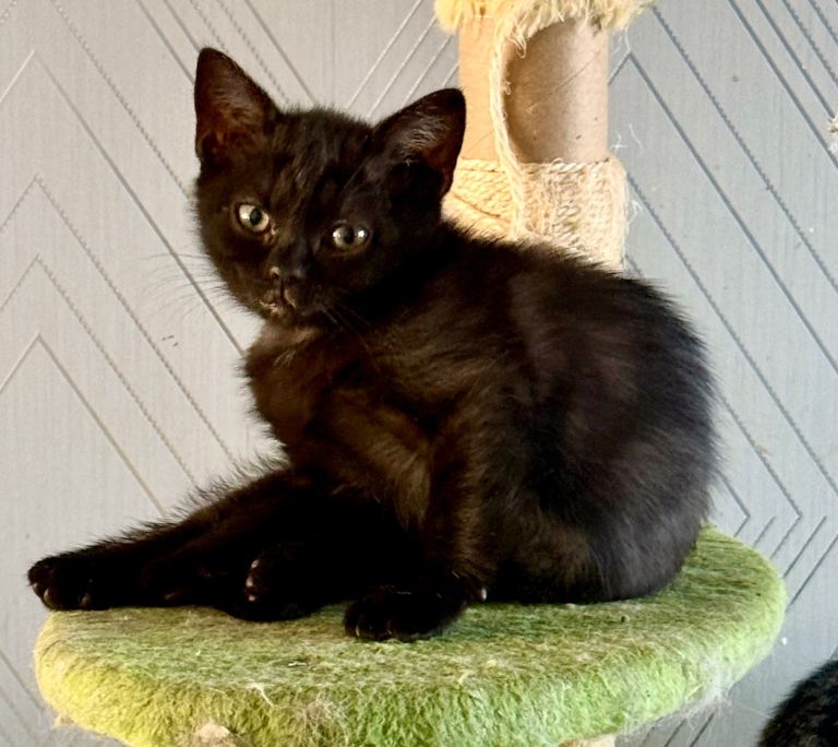 3 x  Available STUNNING RAGDOLL × TABBY × BRITISH SHORTHAIR KITTENS — LOVELY NATURES