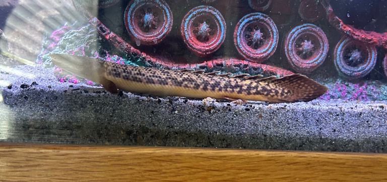 Polypterus bichir 