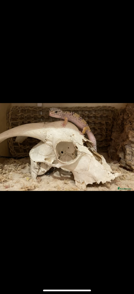 Leopard Gecko for Sale (Adult Female) – Extremely Tame & Friendly!