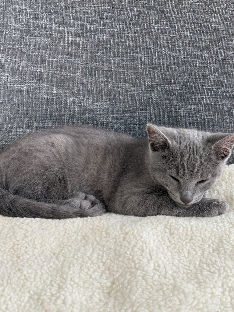 Bobby Russian blue 