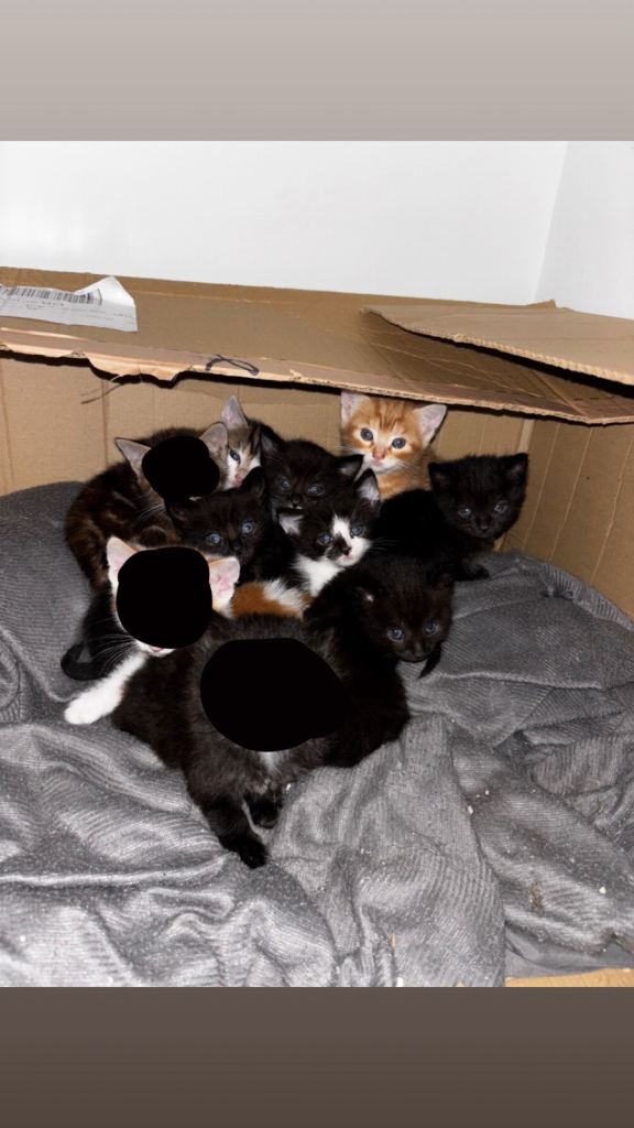 7 kittens available on 15th October 