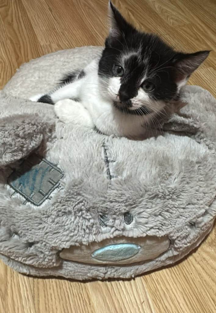 Mix cat