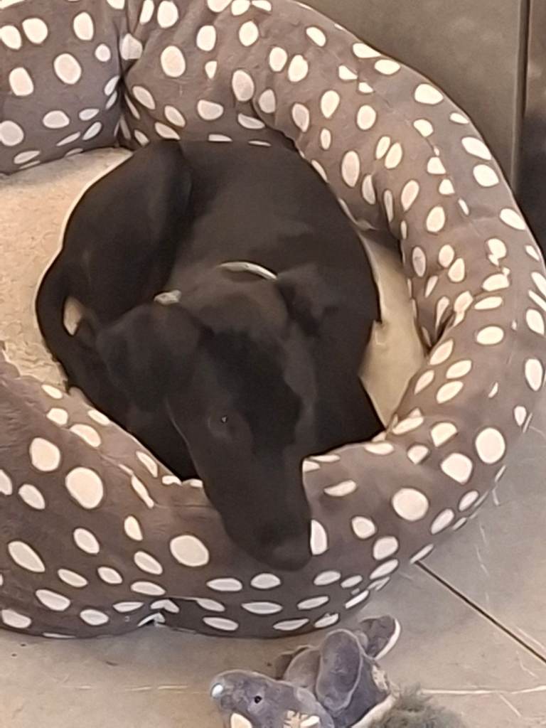Lovely pure bred Whippet Looking for a New Home