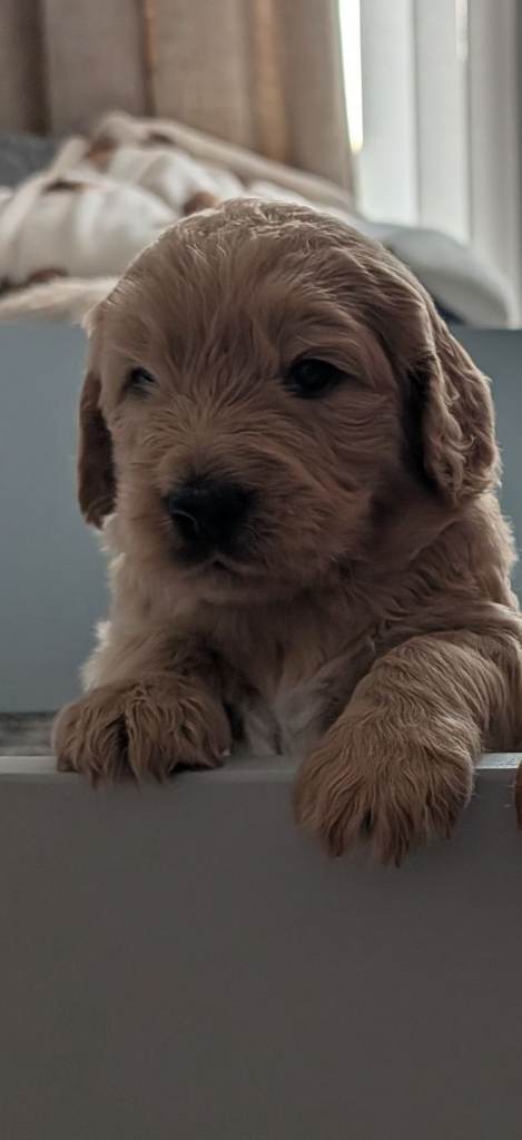 F1 Goldendoodle pups 