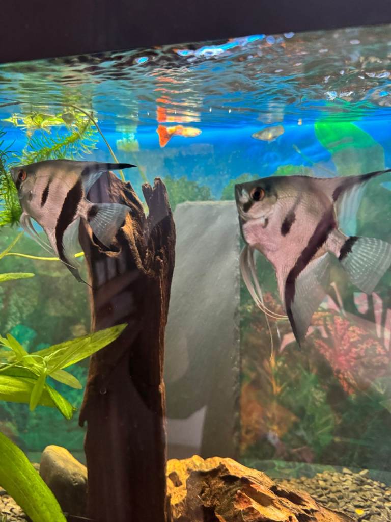 PAIR OF BLUE ANGELFISH