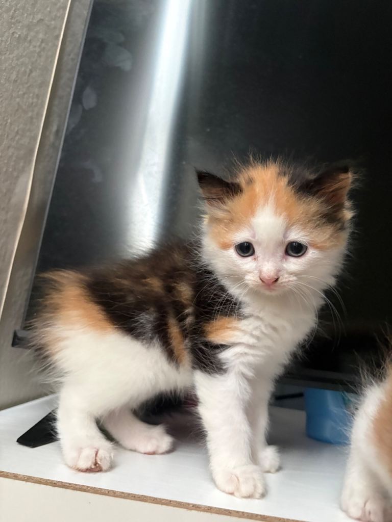 Kittens