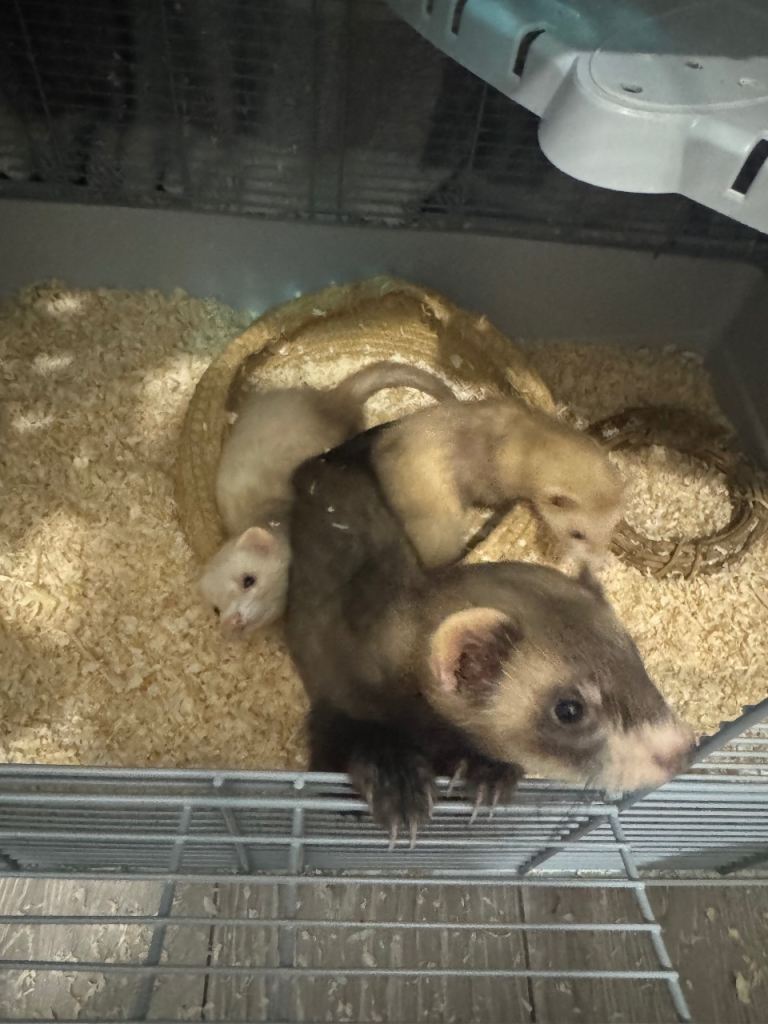 FERRETS