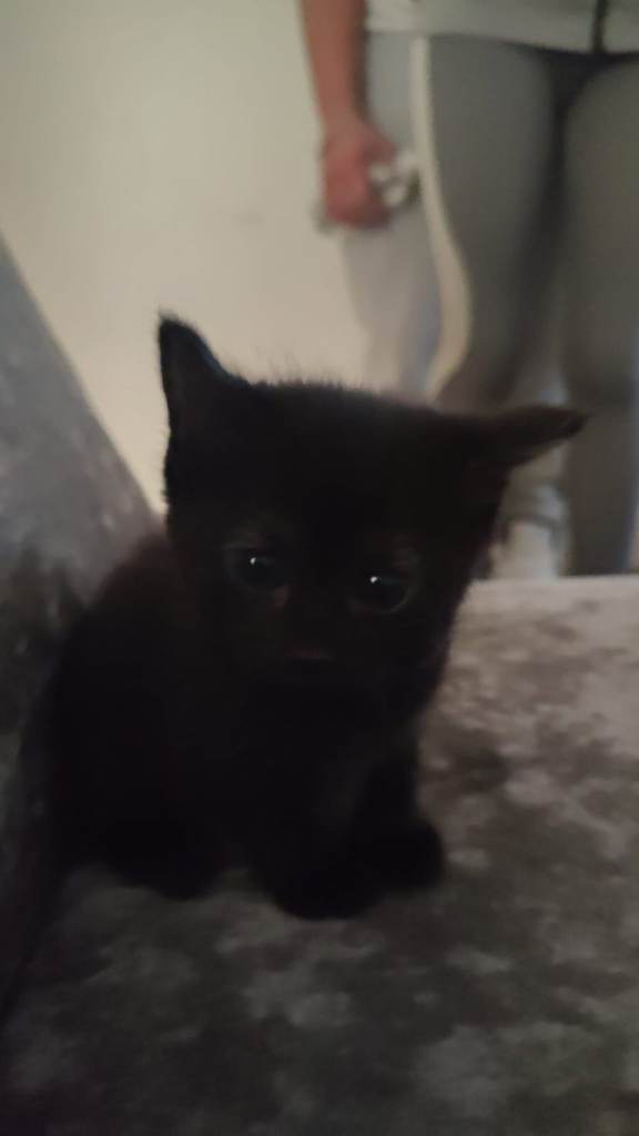 Last female ragdoll kitten
