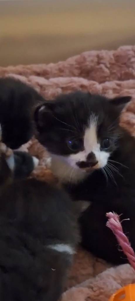 Beautiful Maine Coon x kittens