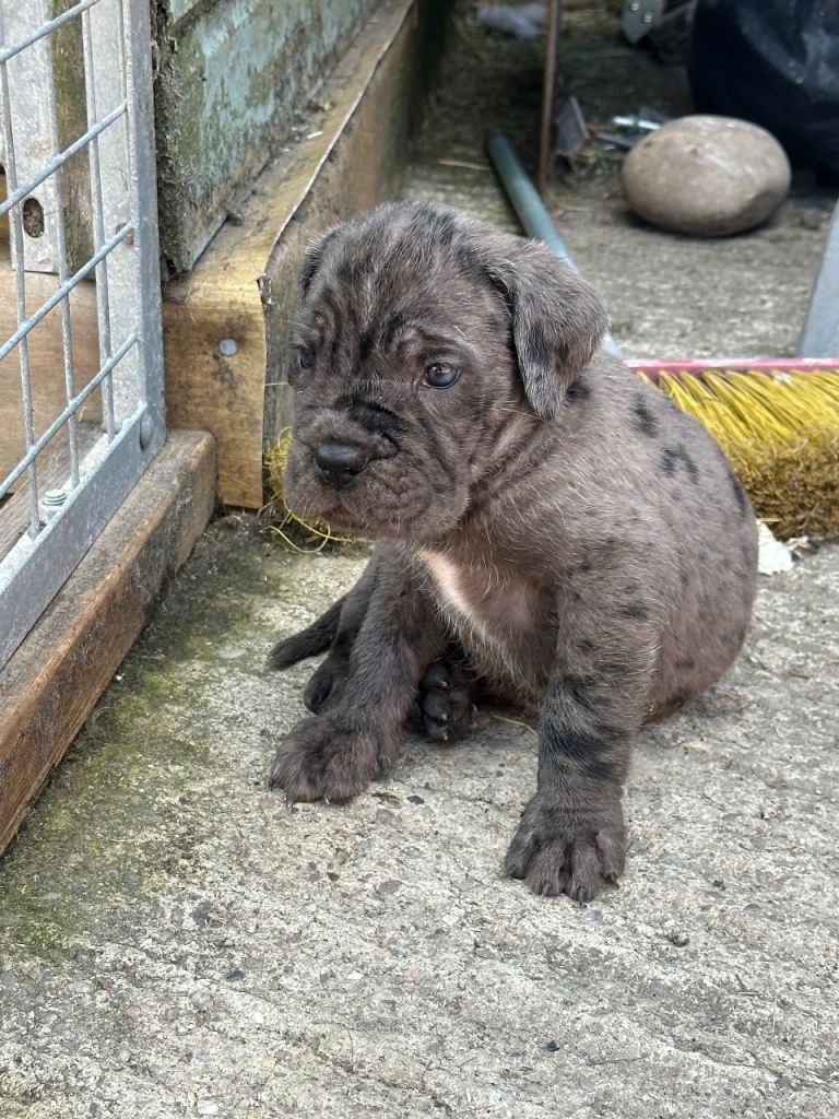 Cane corso 