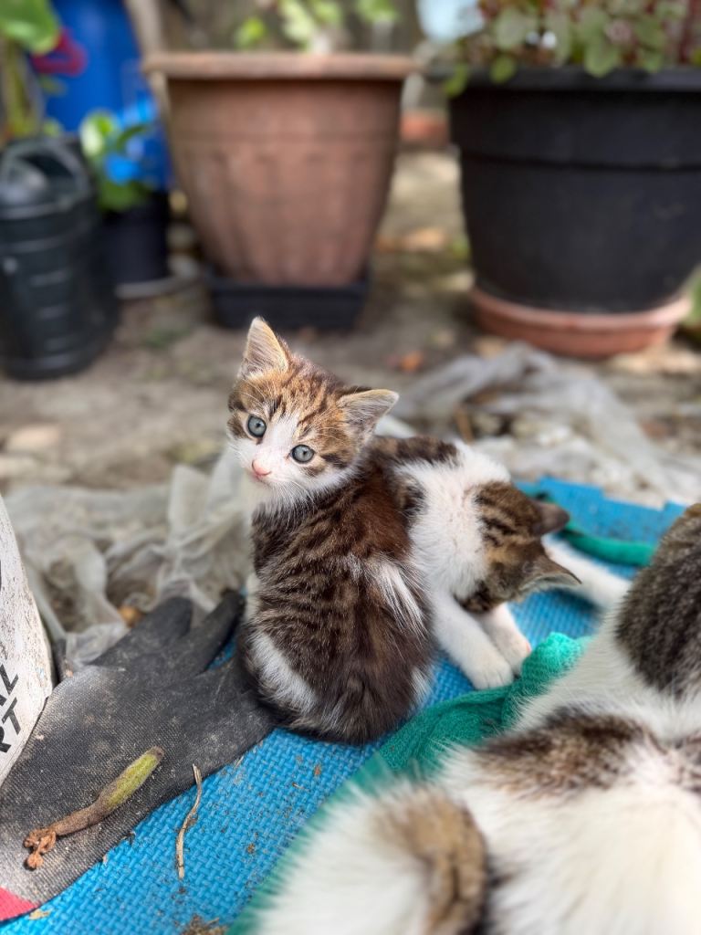 Two Adorable Male Tabby Kittens – 8 Weeks Old