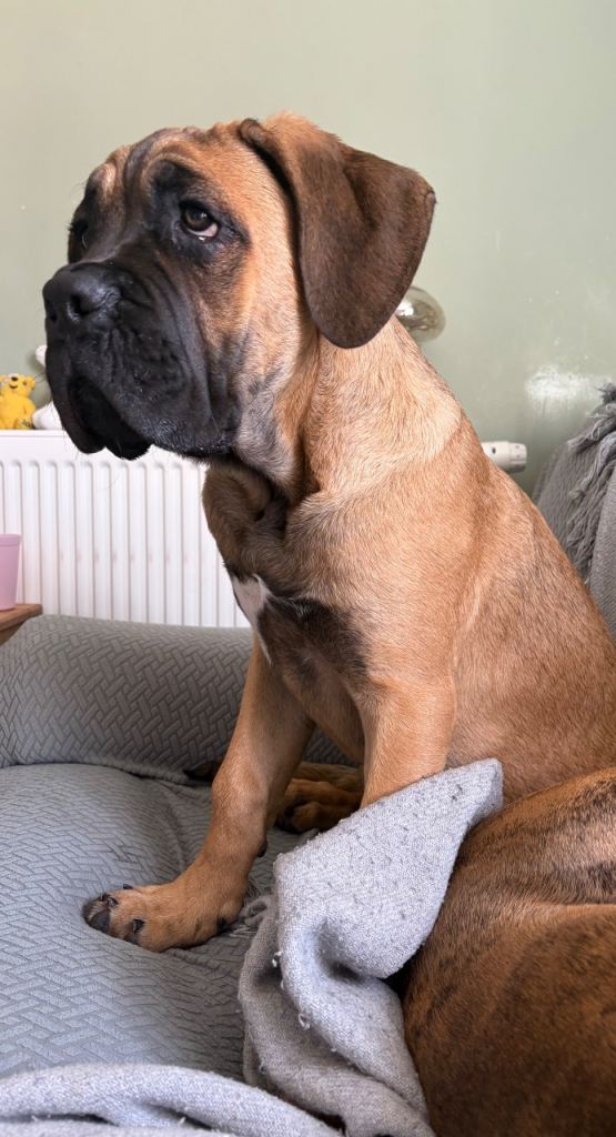 Cane Corso Puppy
