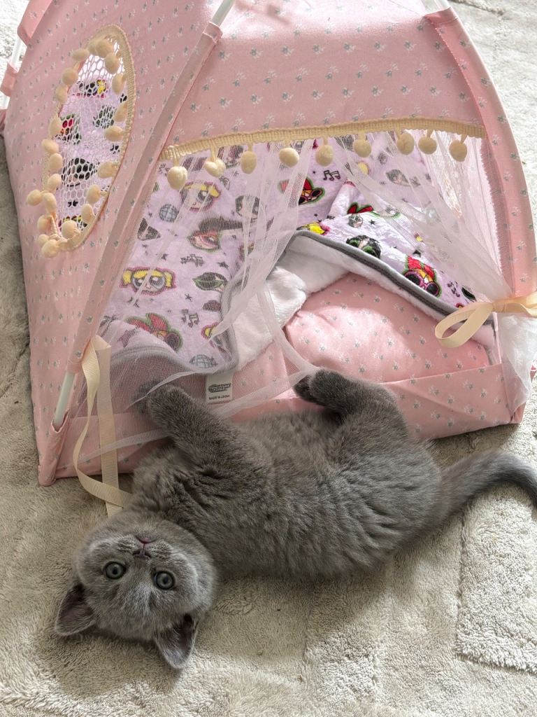 British short hair female 9 weeks old 