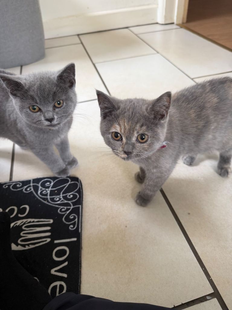 British short hair 13 weeks girl and 14 weeks boy