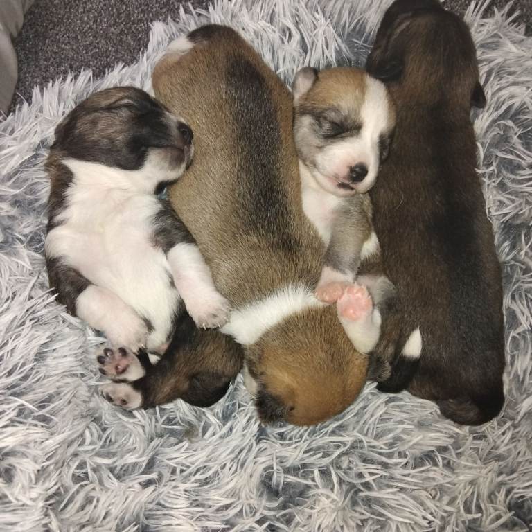 Husky x patterdale pups
