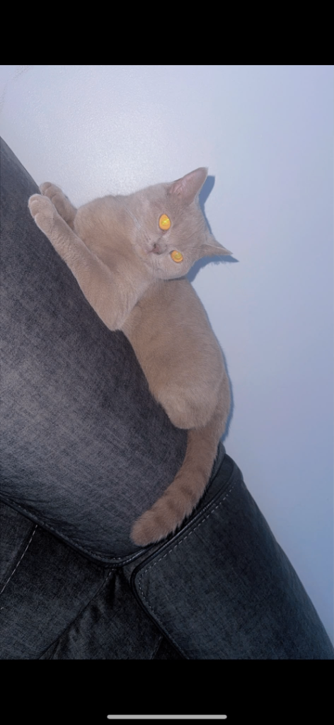 British shorthair 