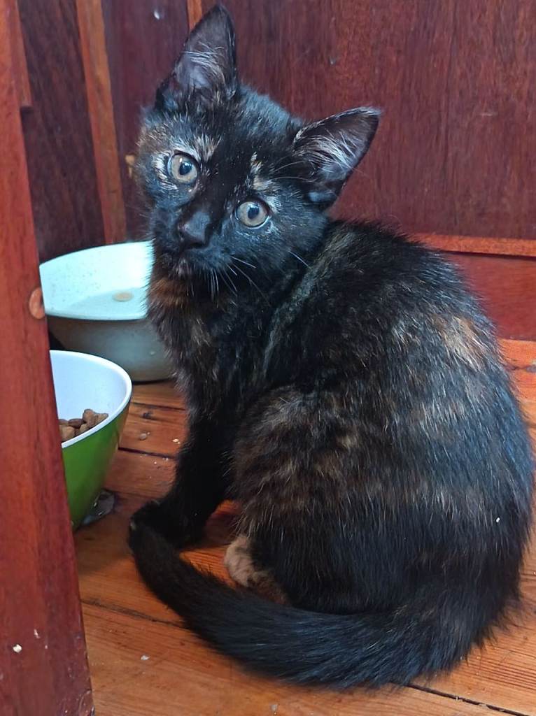 British short-haired toirteshelle female kitten