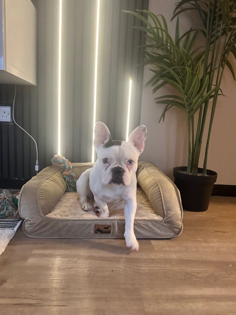 French bulldog puppy 