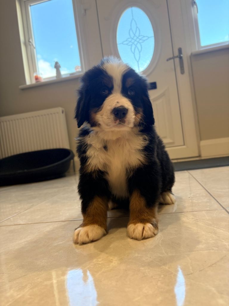 Bernese mountain puppy’s 