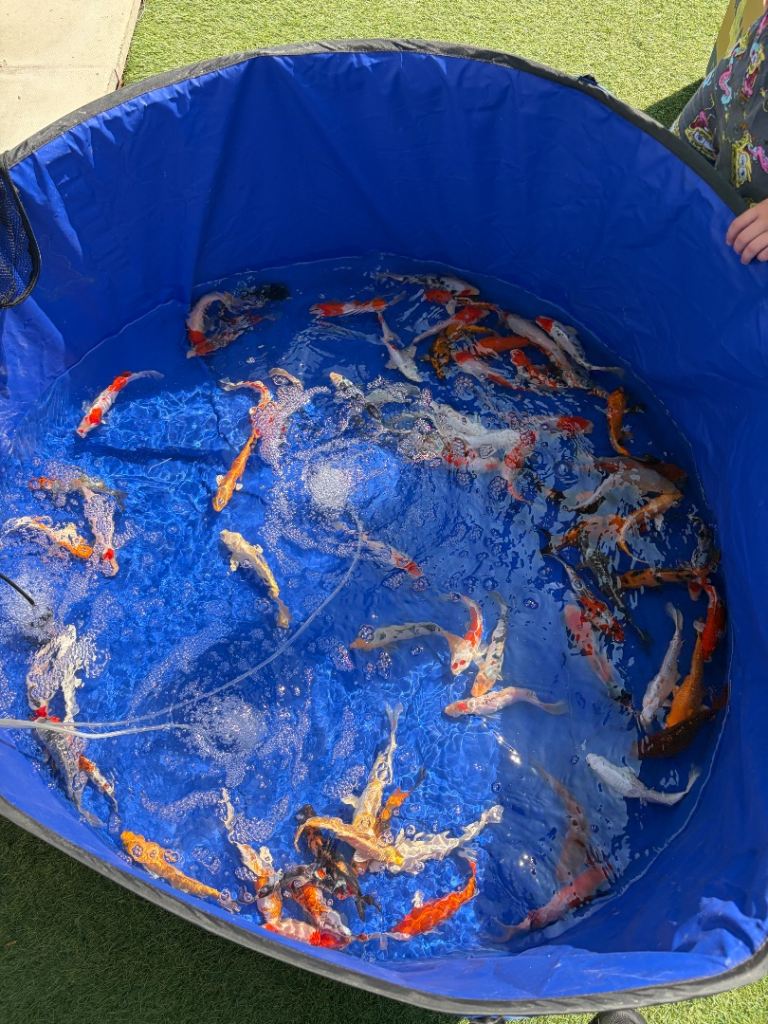 7-8” koi 