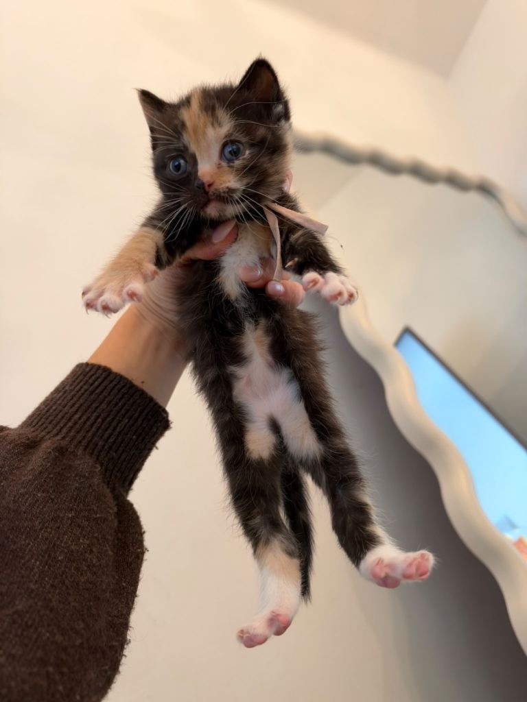 Ocicat cross British short hair kittens 