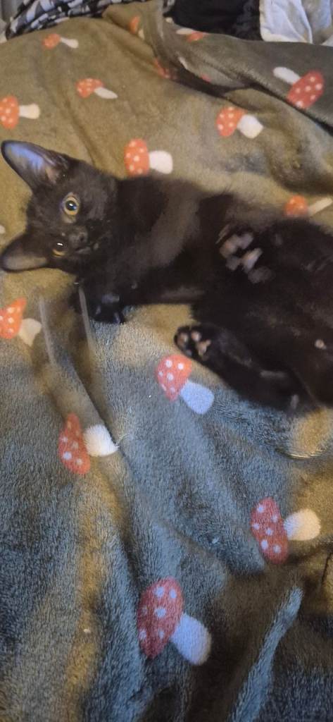 1 black kitten (male
