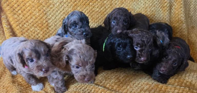Toy cockapoo puppies merle