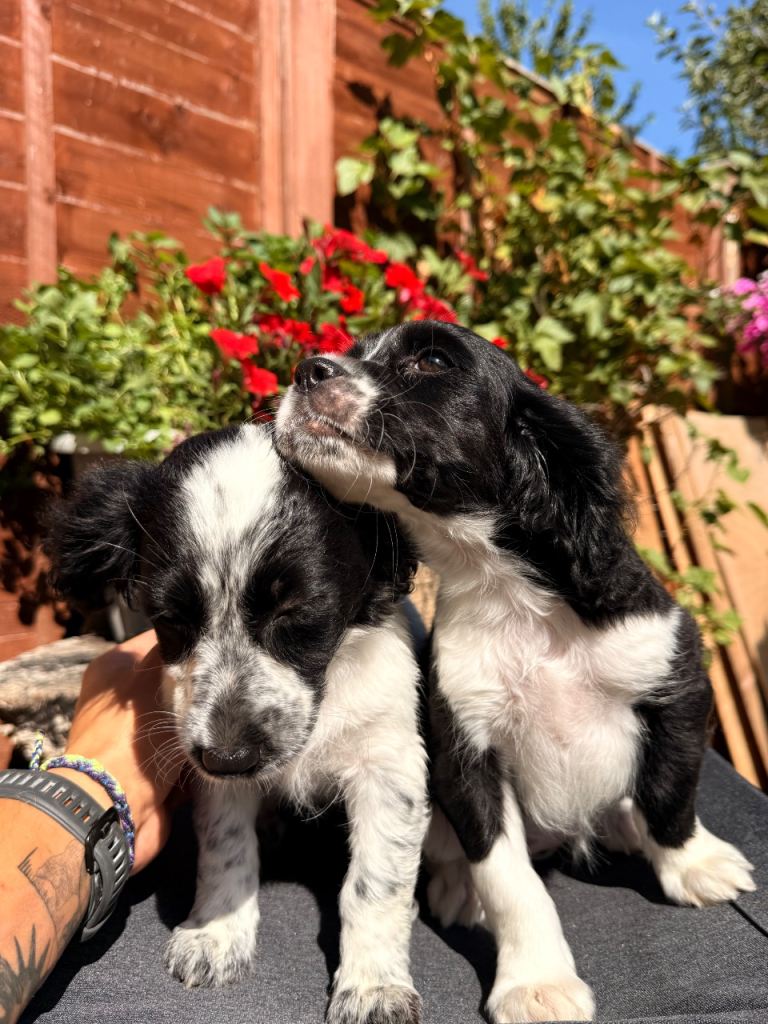 Puppies for sale 