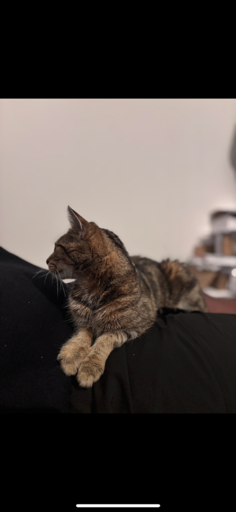 6 year old Tabby cat ( Girl ) 