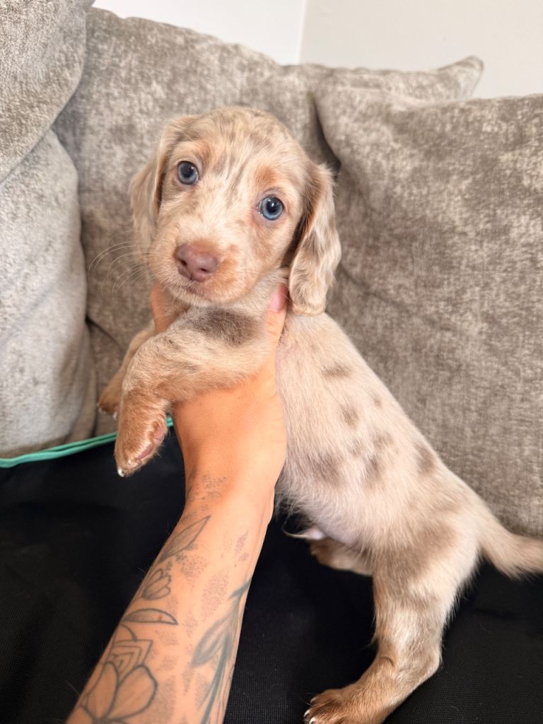 Three boys Long haired dachshund puppies