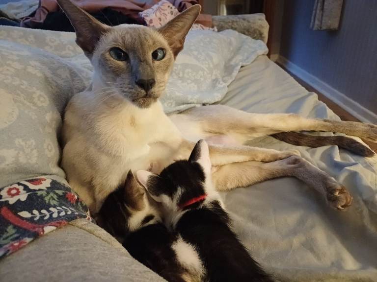 Siamese x kittens