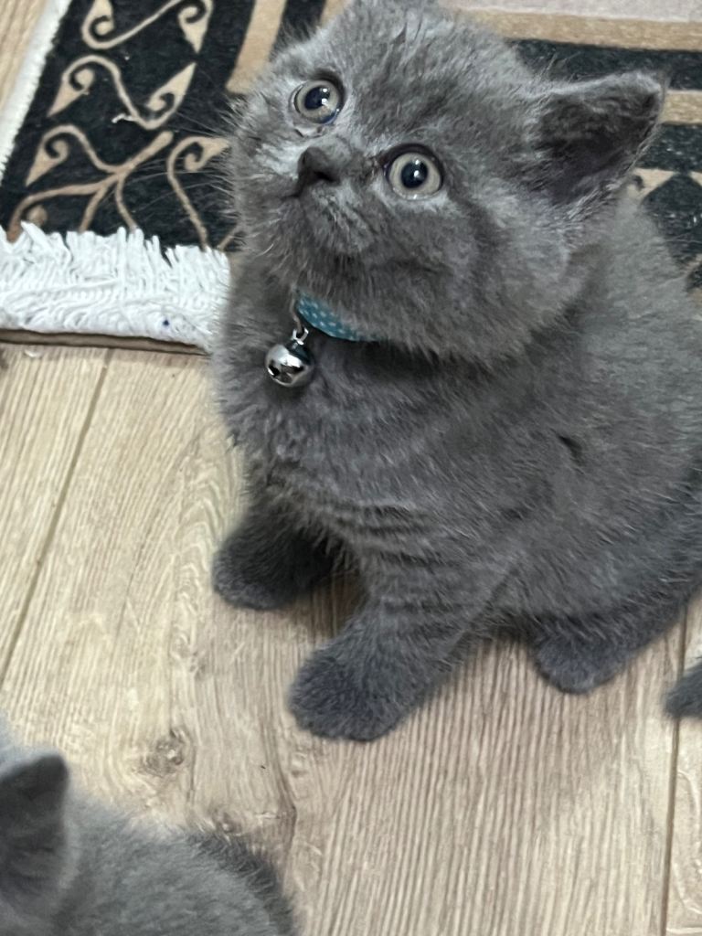 Kittens British shorthair