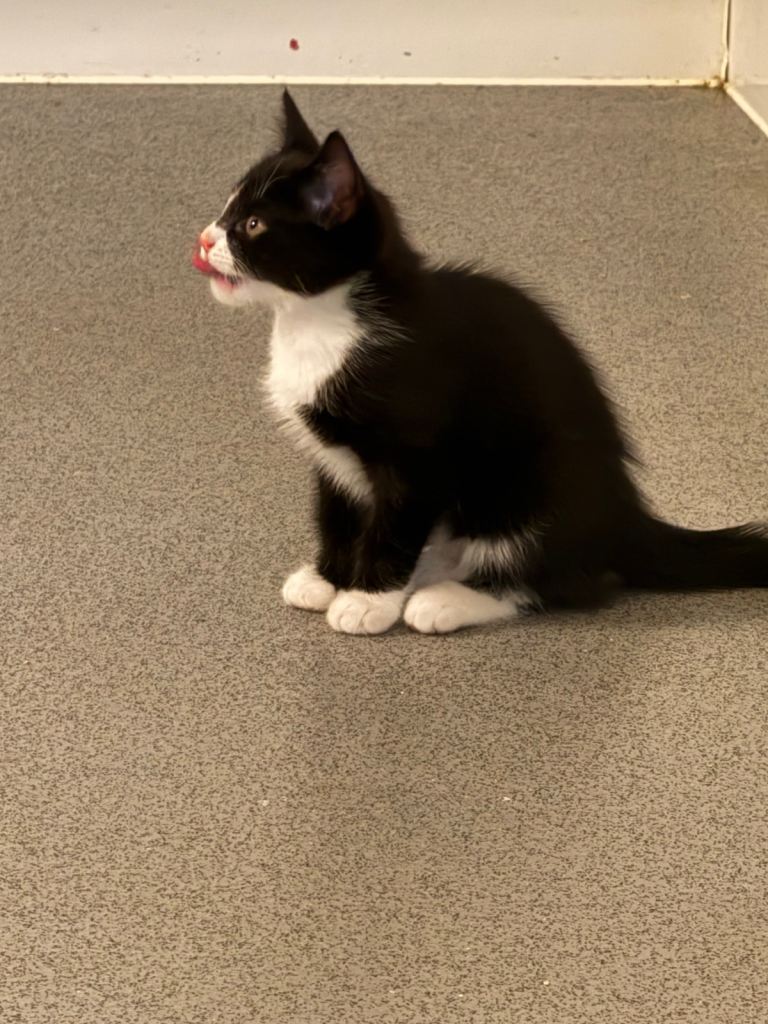 Adorable Male Kitten 