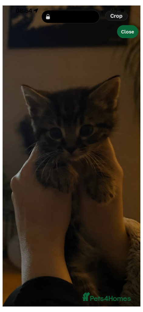 GONE * Mixed breed female kitten