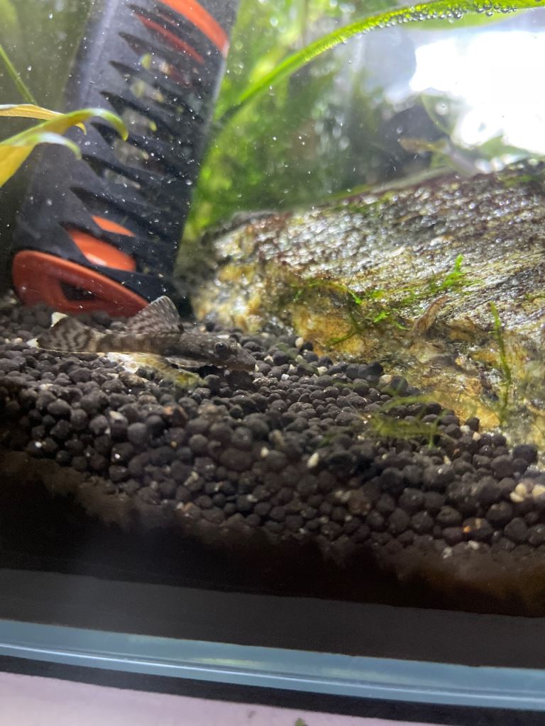 Bristlenose Plecos 