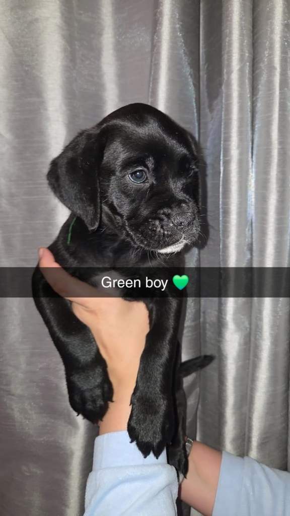 3 BOYS LEFT RARE BREED BOXADOR PUPPIES