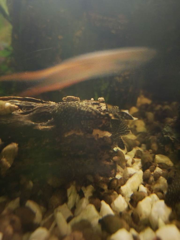 Baby bristlenose catfish/ pleco fish 