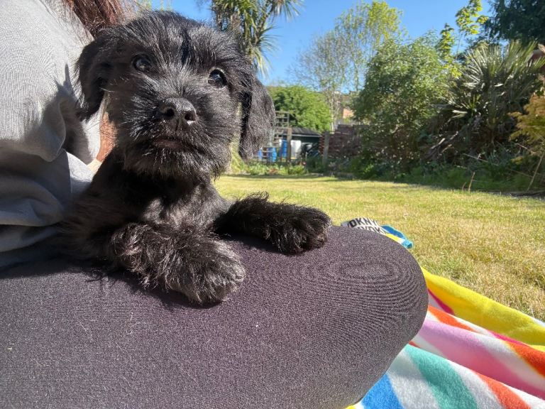 Schnoodle puppy ready to go 