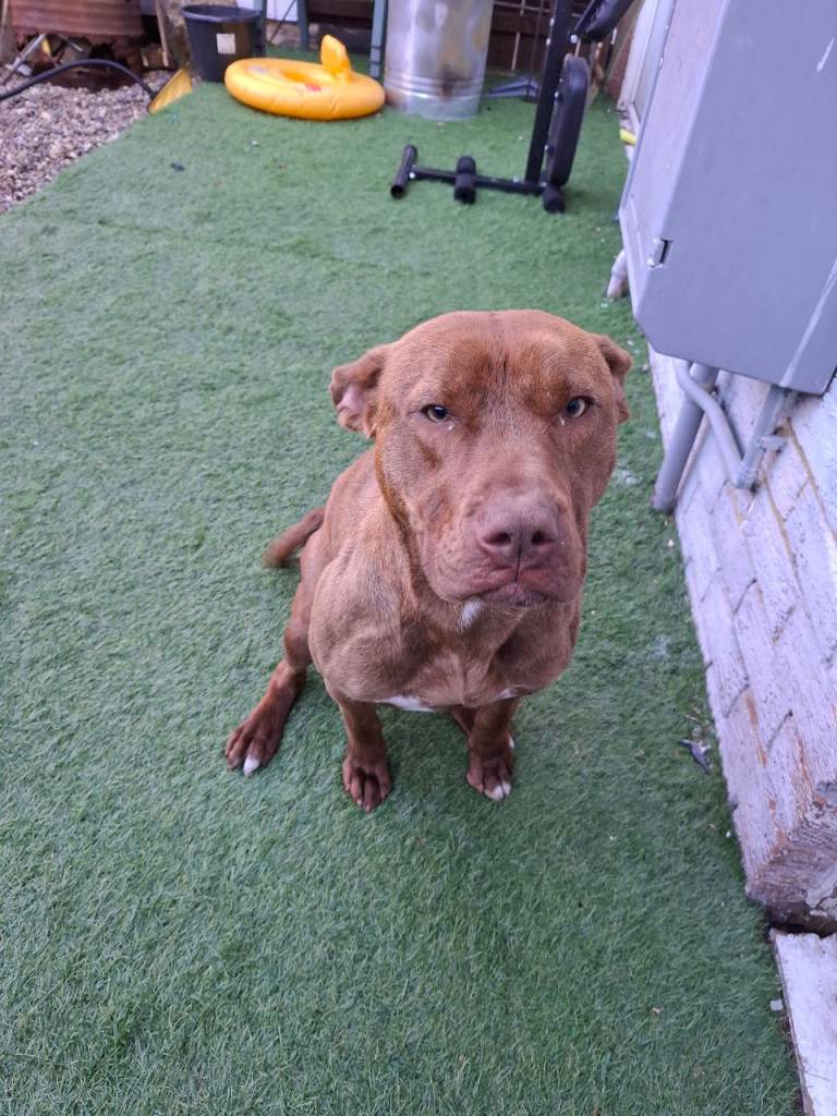 Staff mastiff