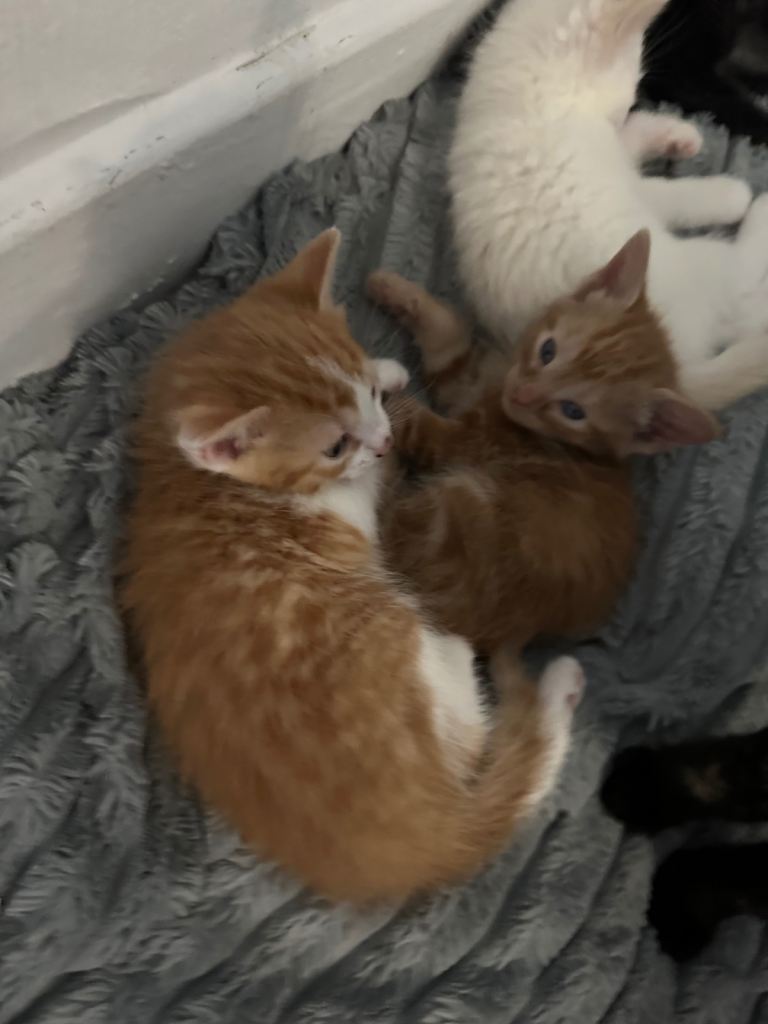 Kittens 