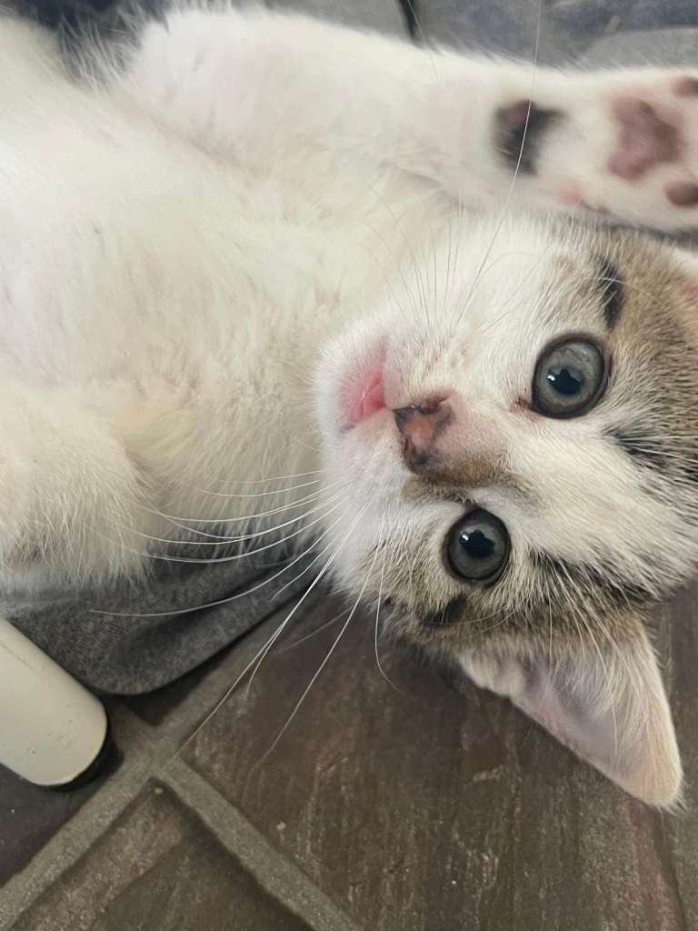 6 Adorable playful kittens, ready now
