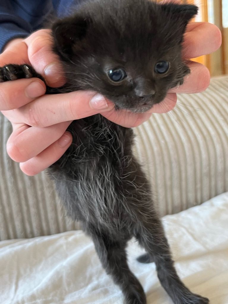 Ragdoll mix kittens 