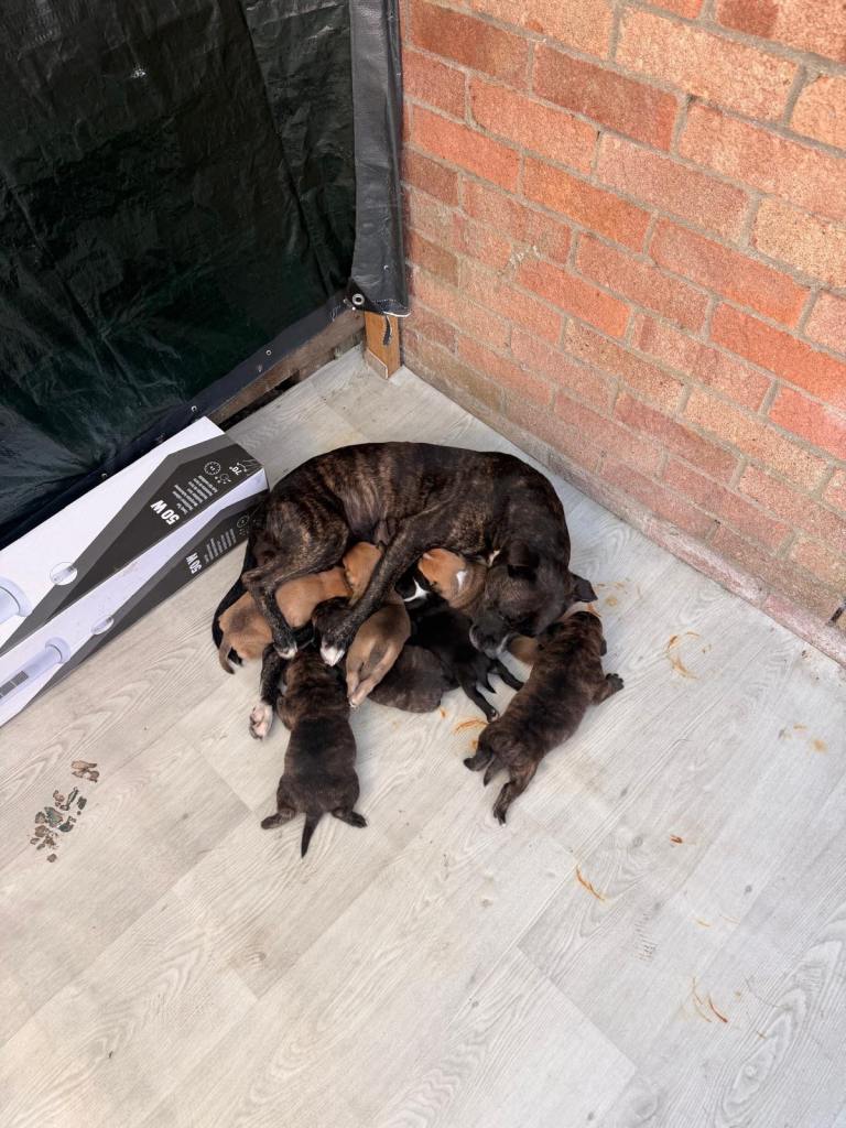 Staff pup 